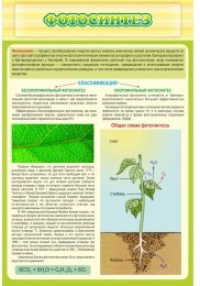 Стенд "Фотосинтез" - «globural.ru» - Архангельск
