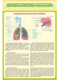 Стенд "Дыхательная система" - «globural.ru» - Архангельск